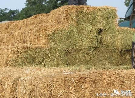 谨防羊误食霉菌饲料：后果严重到你可能承受不起！