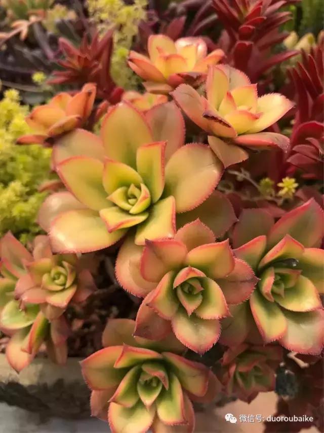 养了一年多的多肉没啥变化说说,养了几年的多肉快要全军覆没了