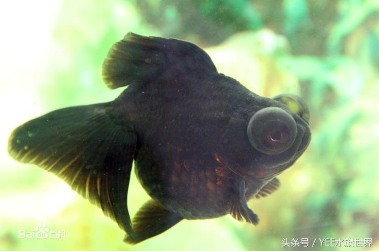 养金鱼的水有寄生虫吗,养的金鱼为何总是起白点