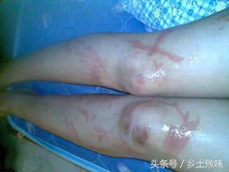 农村这种野草随处可见,农村常见这种不起眼的杂草