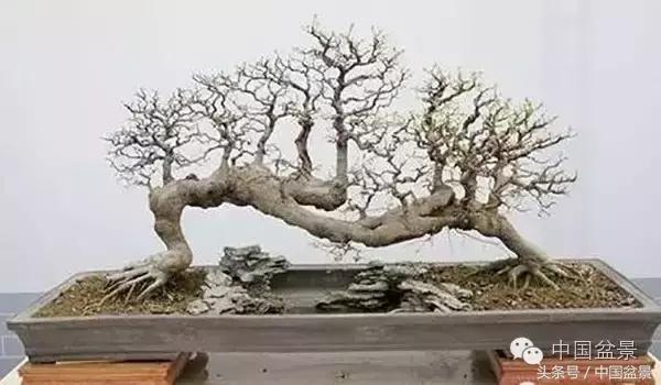 盆景悬根露爪美不胜收