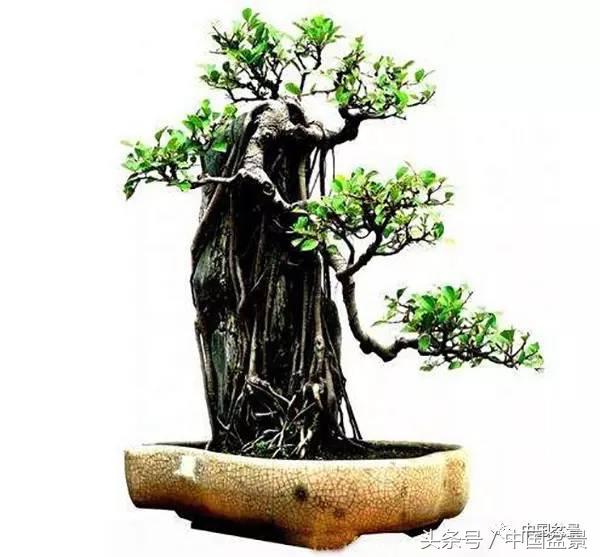 盆景悬根露爪美不胜收