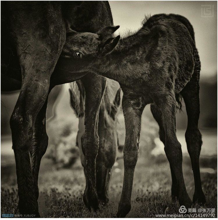 美丽*疆新**100张——美在雪山，美在草原，美在戈壁，美在心灵！