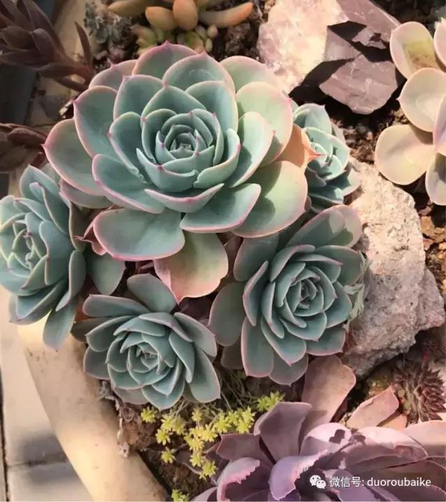 养了一年多的多肉没啥变化说说,养了几年的多肉快要全军覆没了