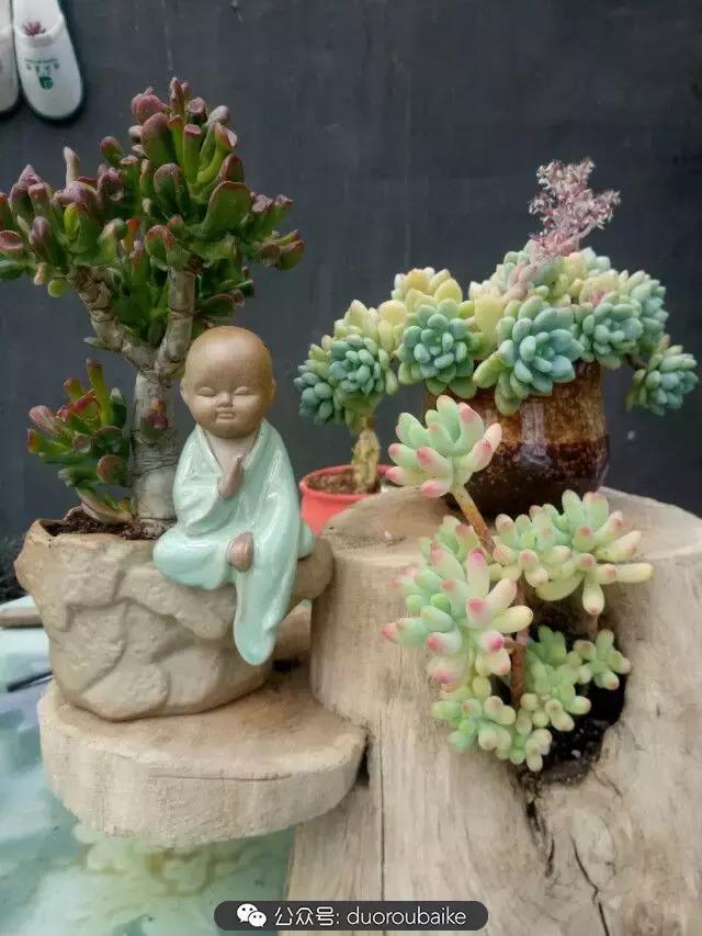 用多肉做花的方法,多肉植物自制方法