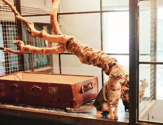 活得不如狗系列之，宠物酒店！