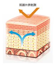 护肤品神经酰胺,化妆品中的神经酰胺从哪来