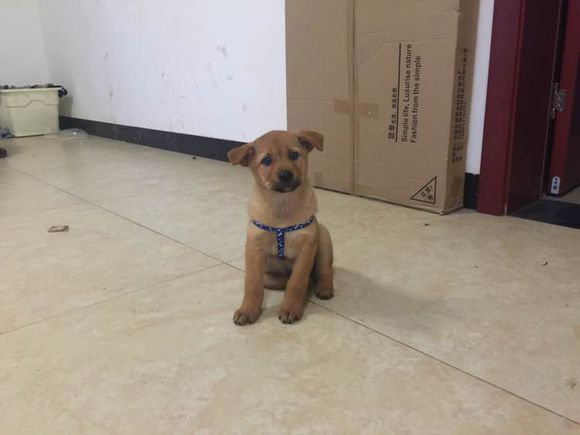 买狗花了50，打疫苗用了80，大家笑我傻，但是我却觉得值