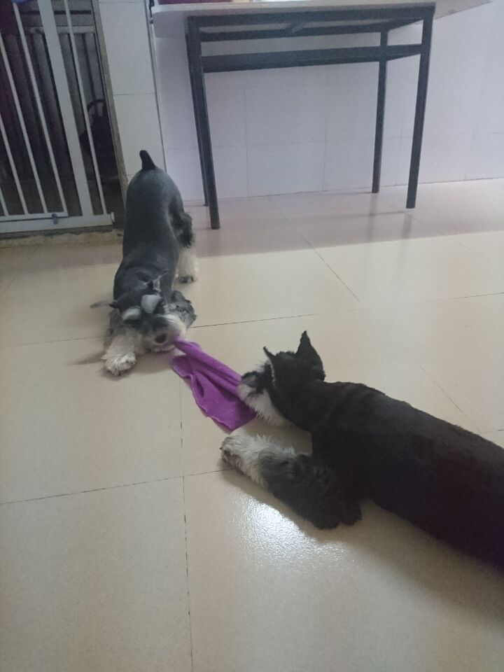 雪纳瑞狗狗最喜欢什么玩具,雪纳瑞狗狗喜欢玩什么玩具呀