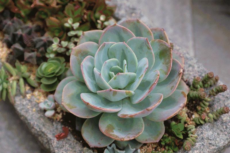 晒伤后的多肉能用芦荟修复吗,多肉从室内搬到室外被晒伤