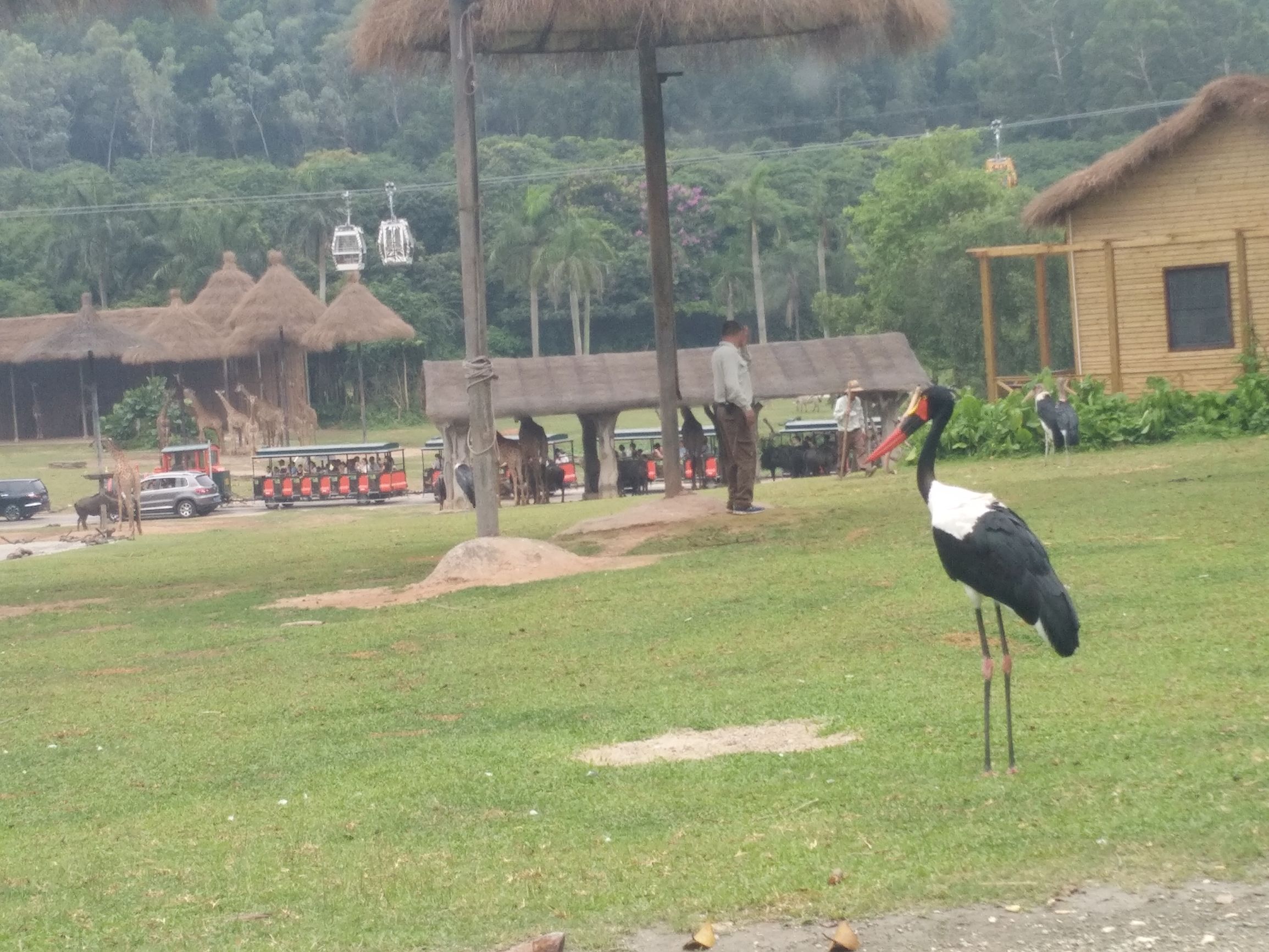 带一岁半宝宝去长隆野生动物园,长隆野生动物园最佳路线图