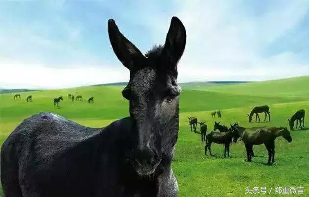渤海黑驴是哪里的特产,驴帮