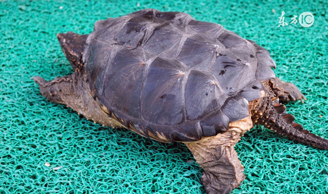 吃龟抗癌有依据吗,野生龟对癌症有效吗