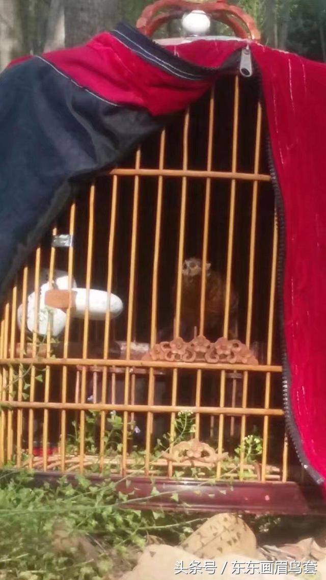 东东画眉鸟饲料,画眉斗鸟的训练与喂养