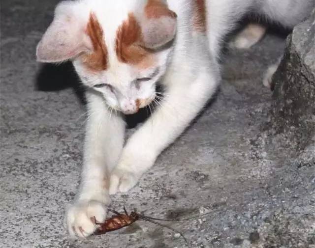 蟑螂老鼠蚊子苍蝇哪个最难对付,怎么对付蟑螂和蚊子和蚂蚁