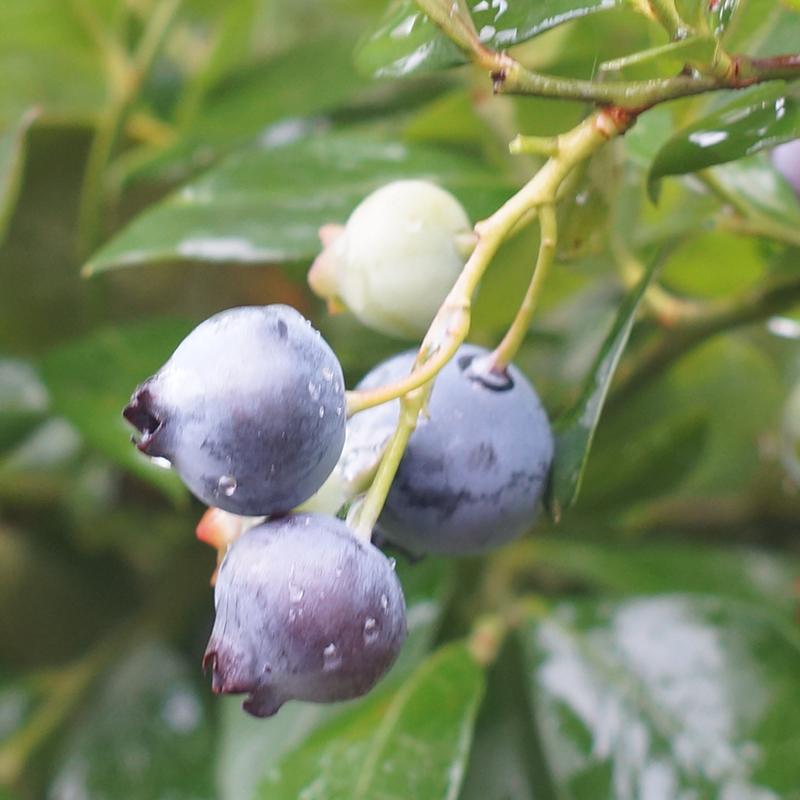 蓝莓吃法有效防近视,蓝莓叶黄素片近视能吃吗
