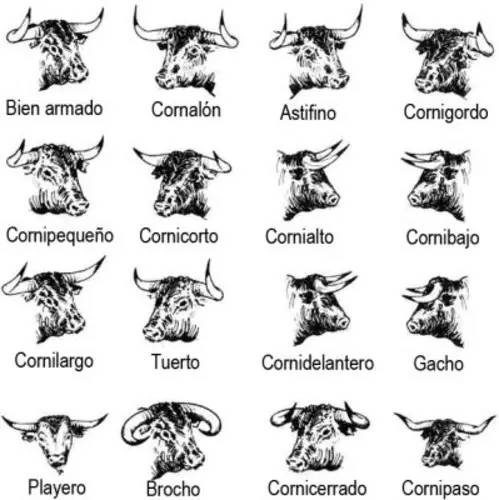 这只旷野露JJ黑牛是如何逆袭成西班牙文化符号的？认识板鸭圣斗牛