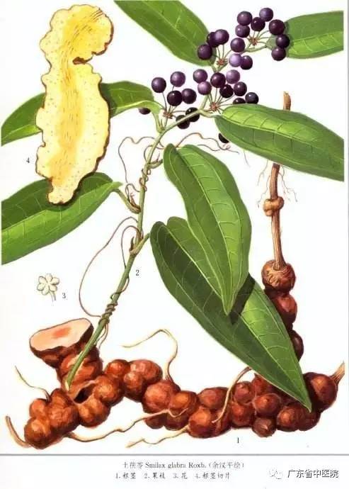 「每日一膳」你知道“龟苓膏”的“苓”来自哪？还有一道清热祛湿汤水送上！广东省中医院杨志敏教授今日推荐