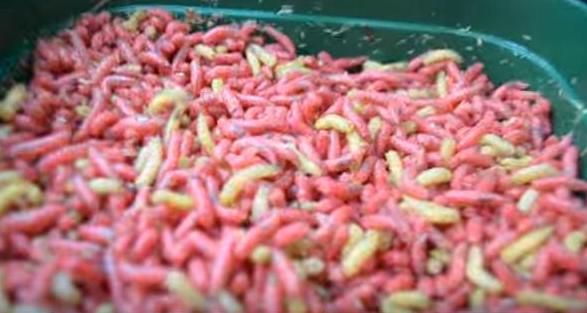 重口新高度！两男子“将活蛆搅碎后饮用”，看完我再也不想吃饭了