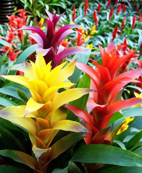 凤梨盆栽怎么养护,观赏凤梨养护