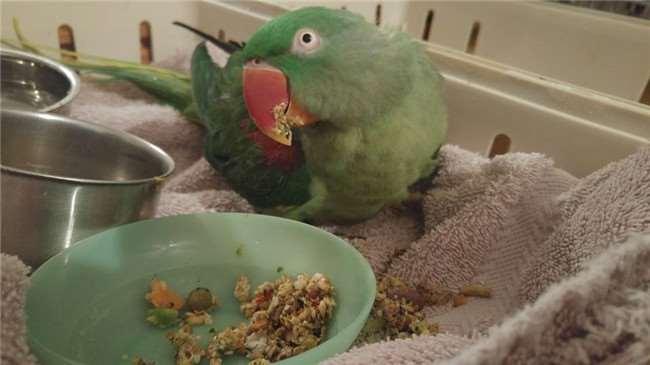 主人故意踩坏鸟笼鹦鹉气得大骂,鸟笼被主人踩烂鹦鹉说话爆脏话