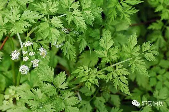 致富经种植药材视频贵州,致富经种地视频