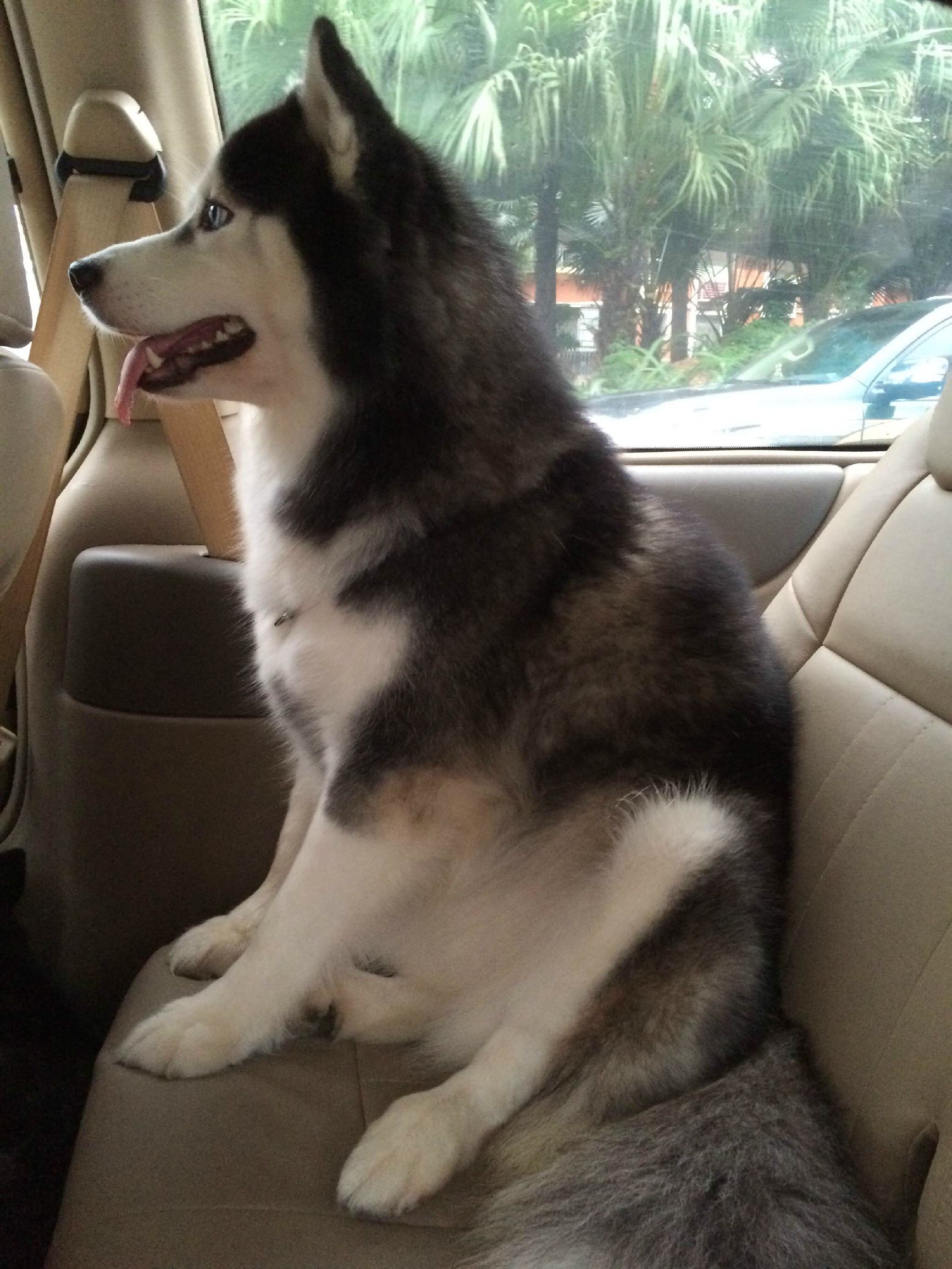 二哈偷吃被揍,二哈偷吃被卡住