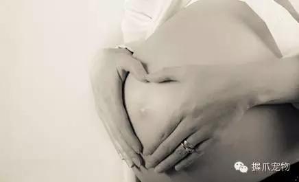 孕妇怀孕期间可以养宠物吗,孕妇家里养宠物好不好