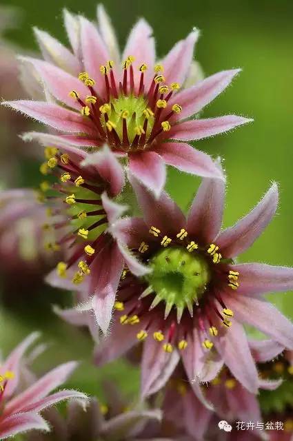 观音莲花的品种,观音莲哪个品种最值钱