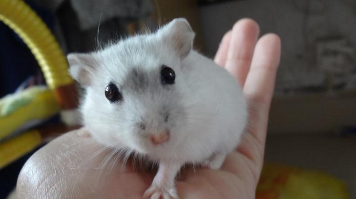 养仓鼠防止仓鼠生病,怎么照顾仓鼠仓鼠要注意哪些