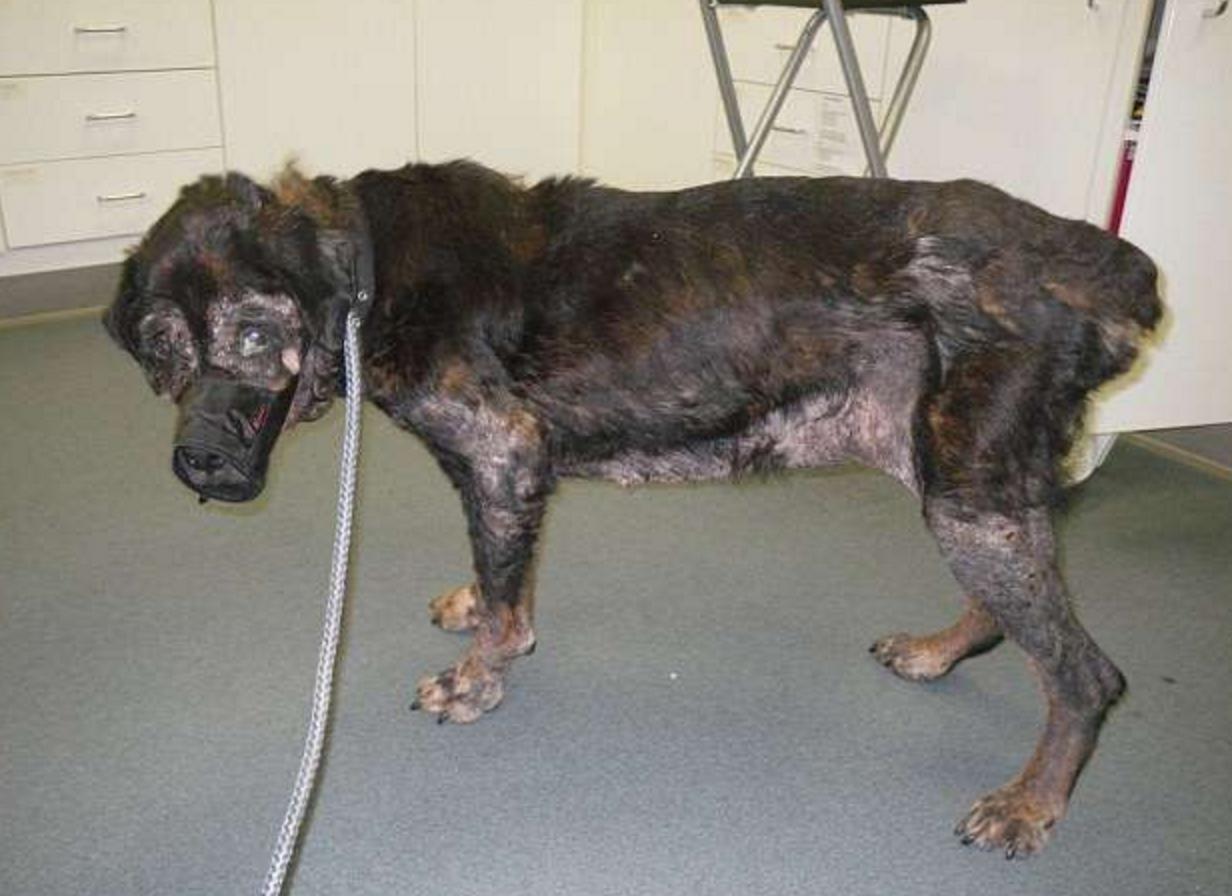 狠心的主人杀病猫,残忍主人将藏獒囚禁12年