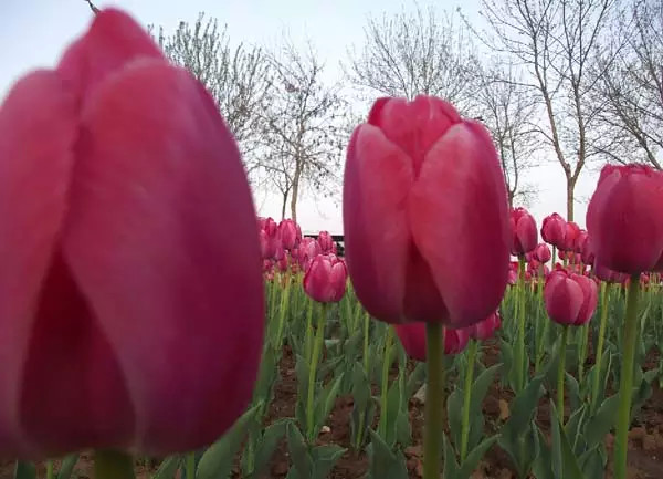 温暖的春天烟台,春天来了呈现出一片花的海洋