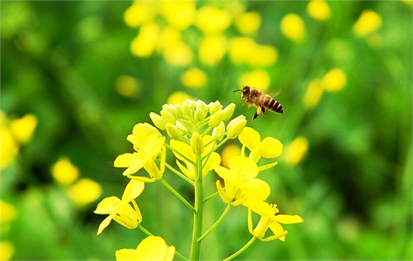 温暖的春天烟台,春天来了呈现出一片花的海洋