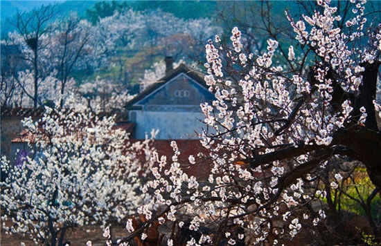 温暖的春天烟台,春天来了呈现出一片花的海洋