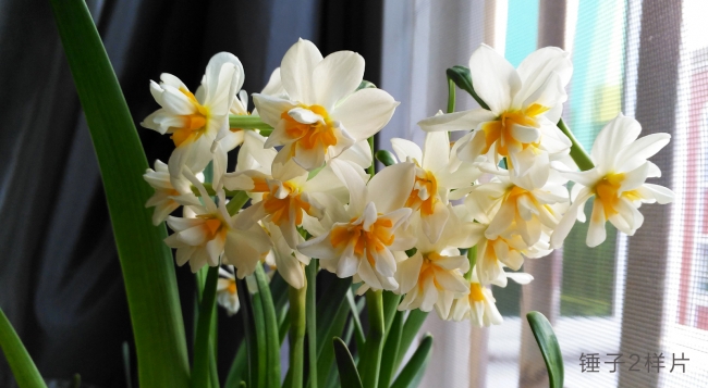 锤子smartisan坚果pro手机评测,锤子手机smartisant2