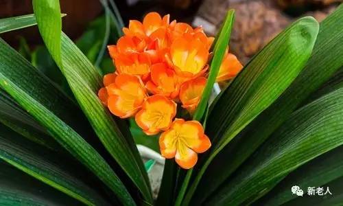 全国56个市花图片,中国各市市花集中图