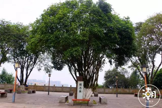 重庆桂花园景点,重庆桂花公园免费