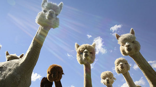 如果你惹怒了羊驼会怎么样,对羊驼一无所知的说说