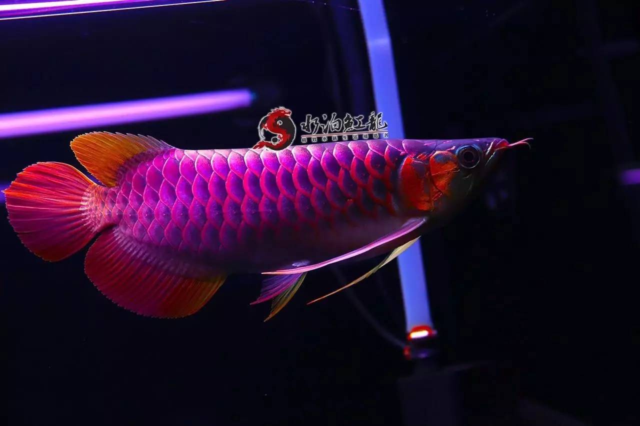 红龙多大入手好,红龙怎么挑选才不被骗