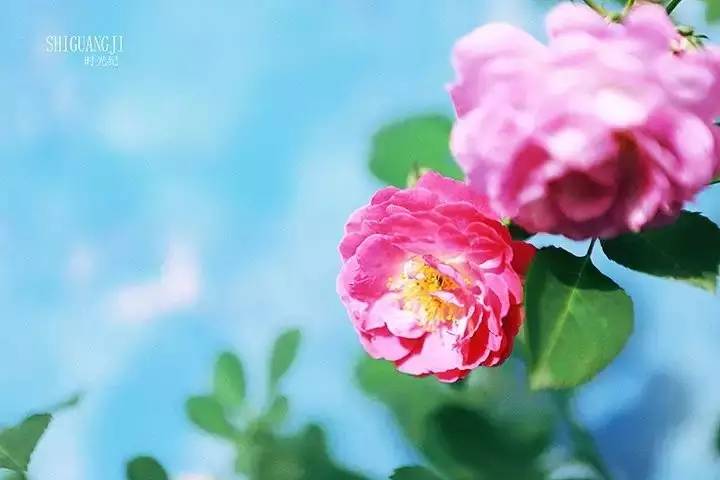 你对我不离不弃我对你生死相依,你不离不弃我必生死相依下一句