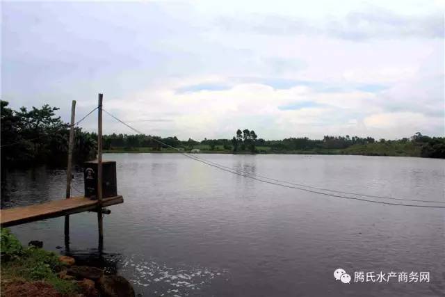 低成本养殖罗非,罗非养殖技术视频全集