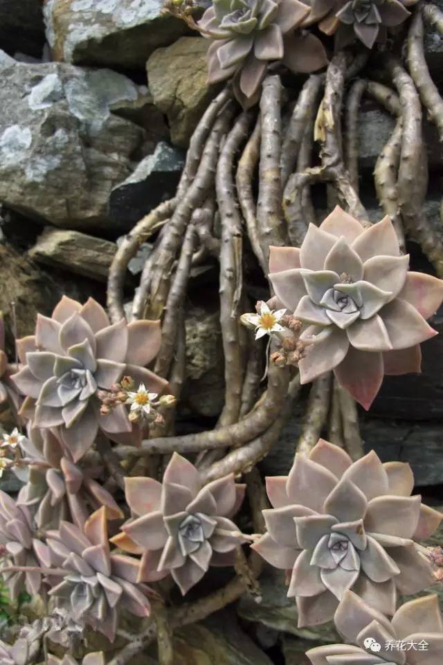 农村瓦房顶上常见多肉 (房顶上都是多肉视频)