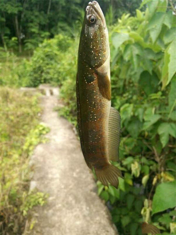 野生七星鱼和养殖区别,野生七星鱼的养殖视频
