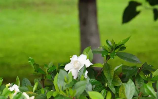 适合室内种植又有香味的植物,四季开花而且花香好养的植物