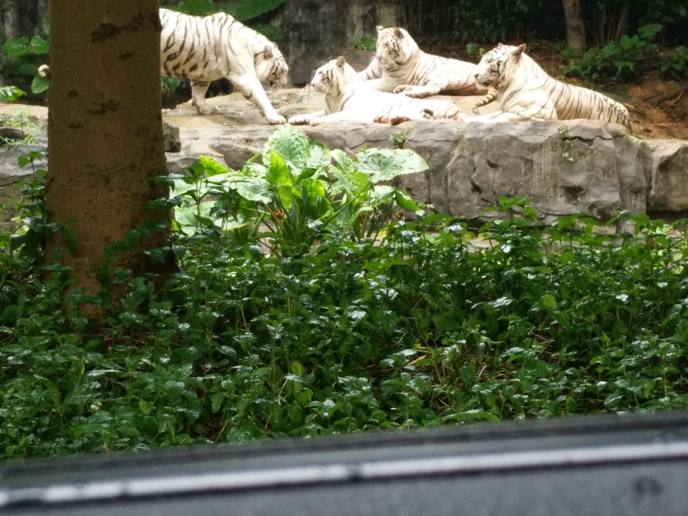 带一岁半宝宝去长隆野生动物园,长隆野生动物园最佳路线图