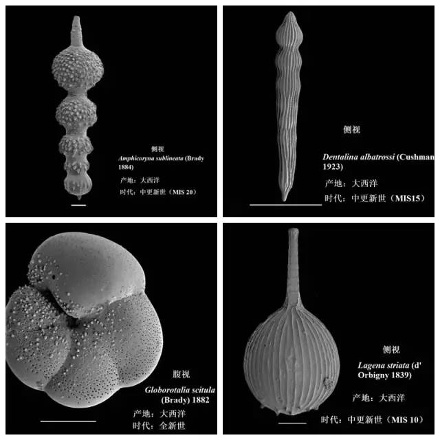 古生物学家发现化石,古生物学家探索古墓