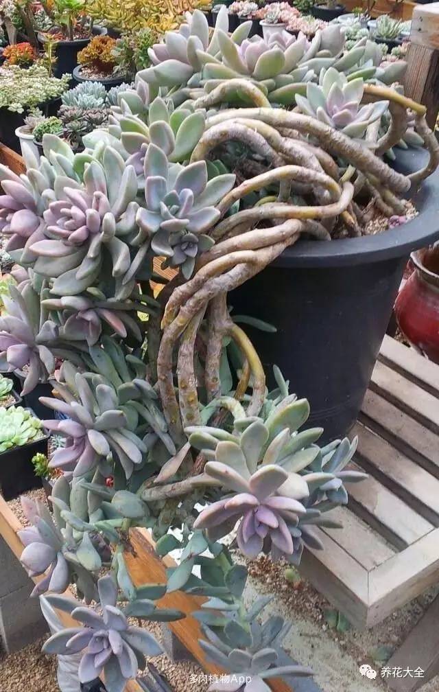 农村瓦房顶上常见多肉 (房顶上都是多肉视频)