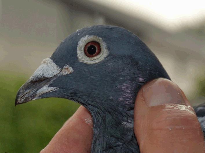 比利时信鸽国家赛,2020年比利时赛鸽国家赛实况