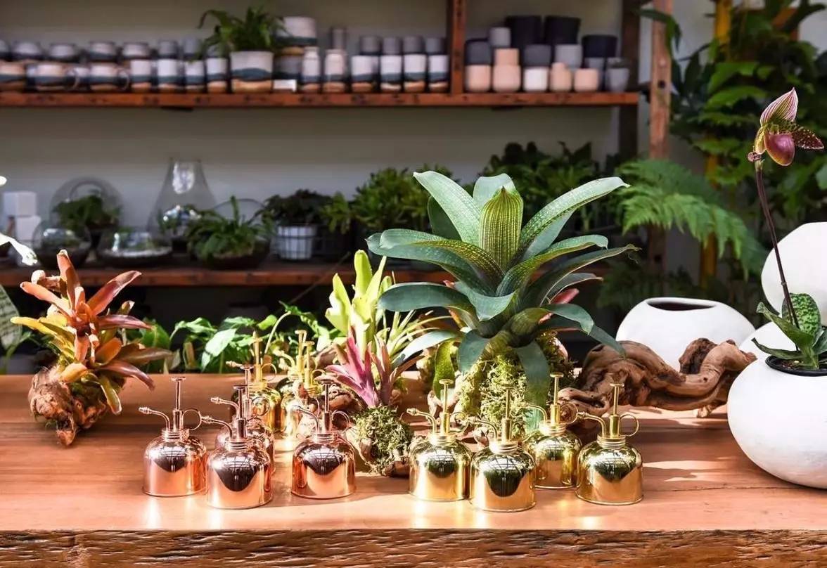 卖的最好的植物店,植物店能买到哪些植物