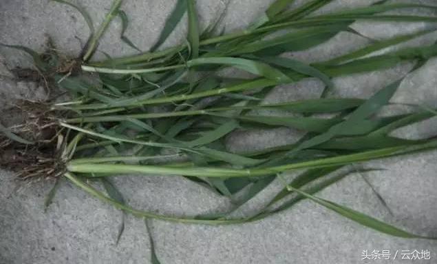 一季稻田间怎样除草更有效,稻田狗尾草怎么除